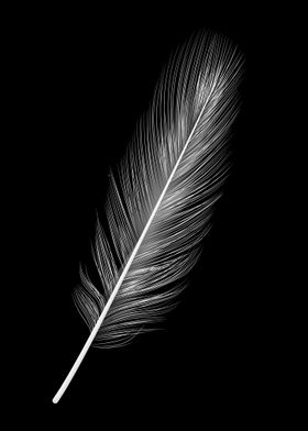 Feather black and white