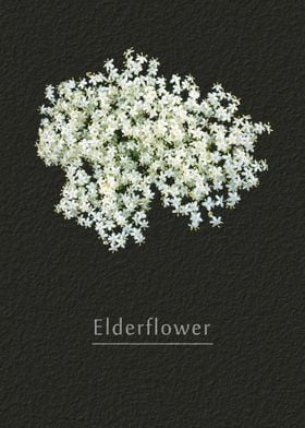 Elderflower