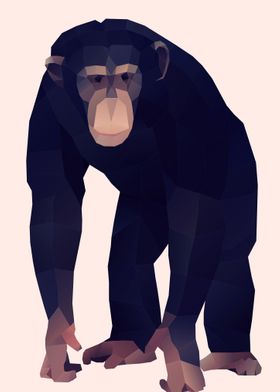 Chimpanzee Poly