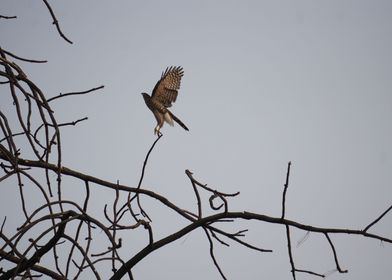Hawk Takes Flight