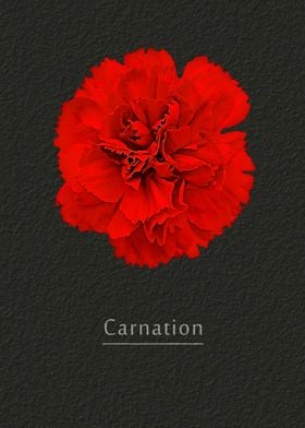 Carnation