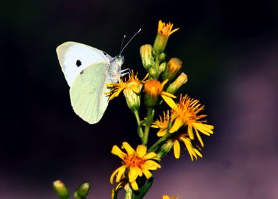 White Butterfly on Flower 