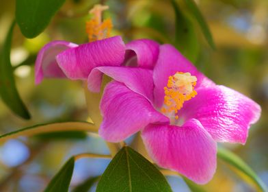 Pink flower