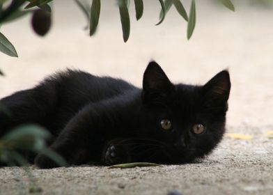 Black Kitten Playing