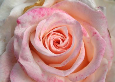Pink Summer Rose