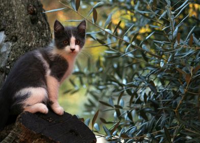 Grey Kitten on Olive Tree