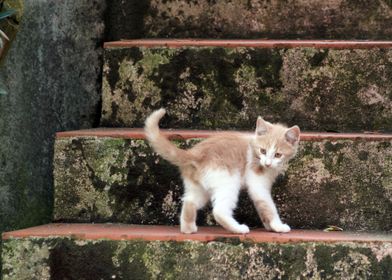 Kitten Playing on Stairs