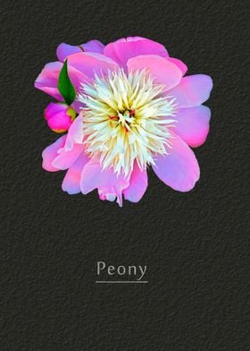 Peony