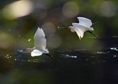 White Herons Flying
