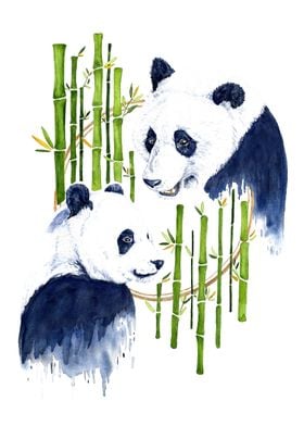 Pandas in Harmony