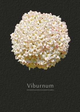 Viburnum