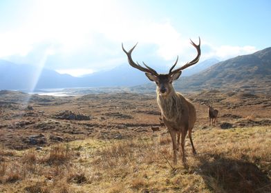 Red Deer Highland Scotland
