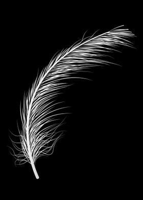 Feather black and white