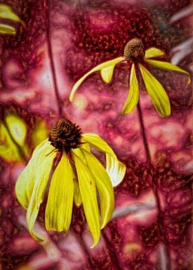 Yellow Echinacea Daisy