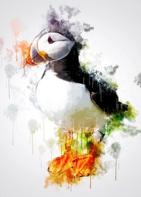 Atlantic Puffin