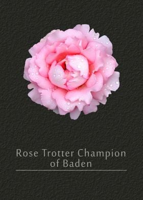 Rose Trotter Champion