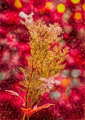 Cosmic Broom Flower