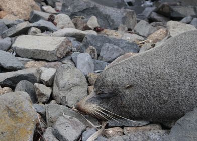 New Zealand Grey Fur Seal