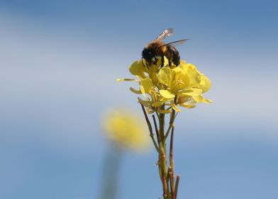 Honey bee on a wildflower