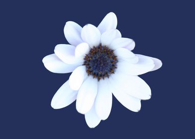 Sleepy Daisy Flower