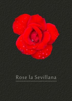 Rose la Sevillana