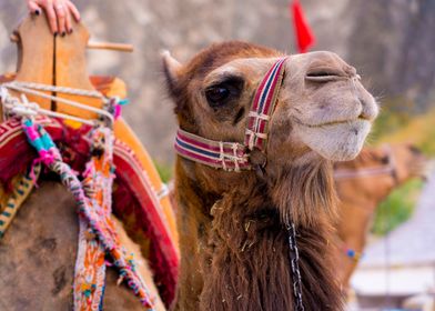 Camel smilling in Turkey