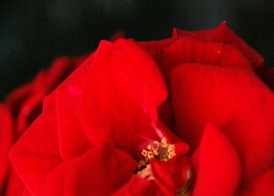 Red Rose Flower Close up