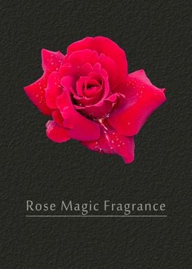 Rose Magic Fragrance