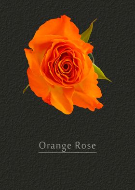 Orange rose