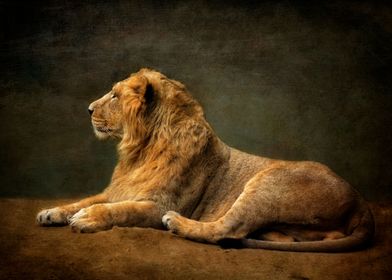 Lion KIng