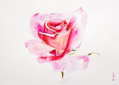 Watercolor rose