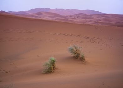 Sand mountains in Sahara 