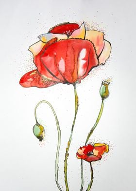 Red poppy