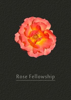 Rose Fellowship