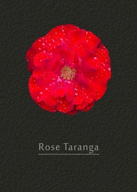 Rose Taranga