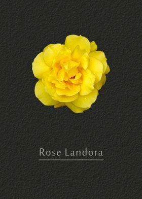 Rose Landora