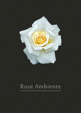 Rose Ambiente