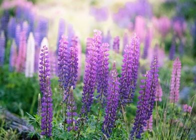 Lupines flowers