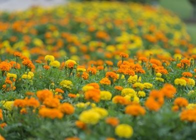 Marigold Flowers