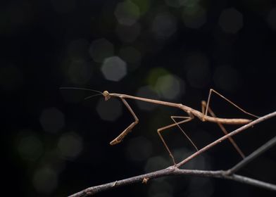 Prayer Mantis