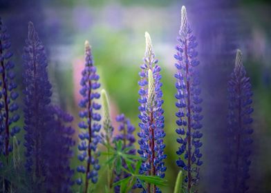 Lupines flowers