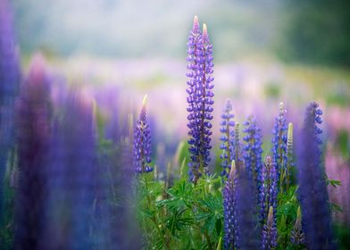 Lupines flowers