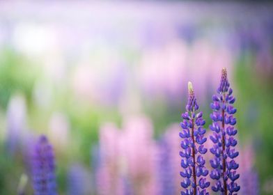 Lupines flowers