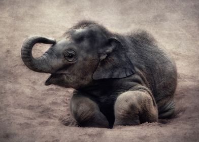 little elephant