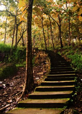 Steps at the autumn forest