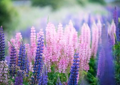 Lupines flowers