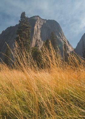 Golden Yosemite