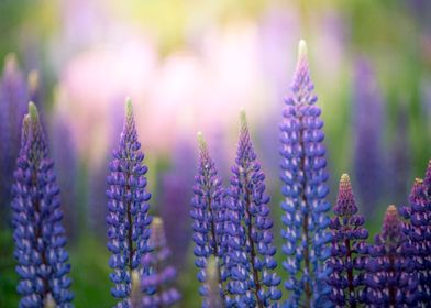 Lupines flowers