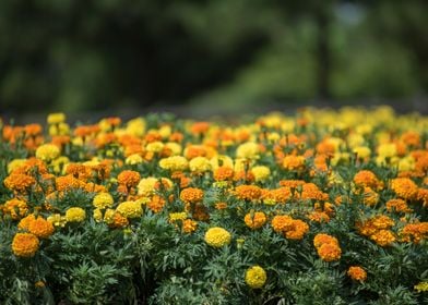 Marigold Flowers