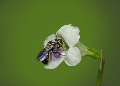 Bee and Flower